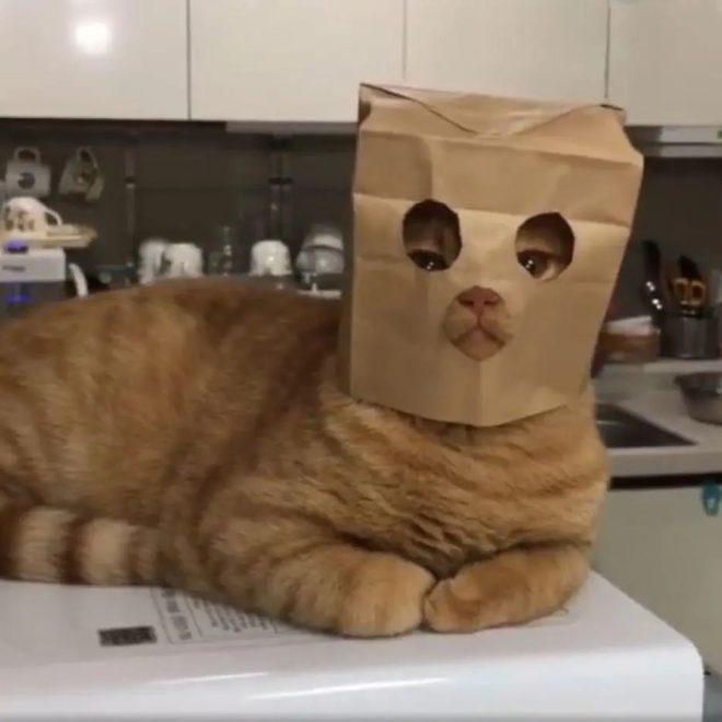 After Living with Cats for a While, You’ll Realize This Is How They Recognize Their Owners—The Method Is Surprisingly Clever!