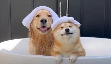 Should You Bathe Your Dog in Winter? How Often Is Best? 6 Important Tips to Know!