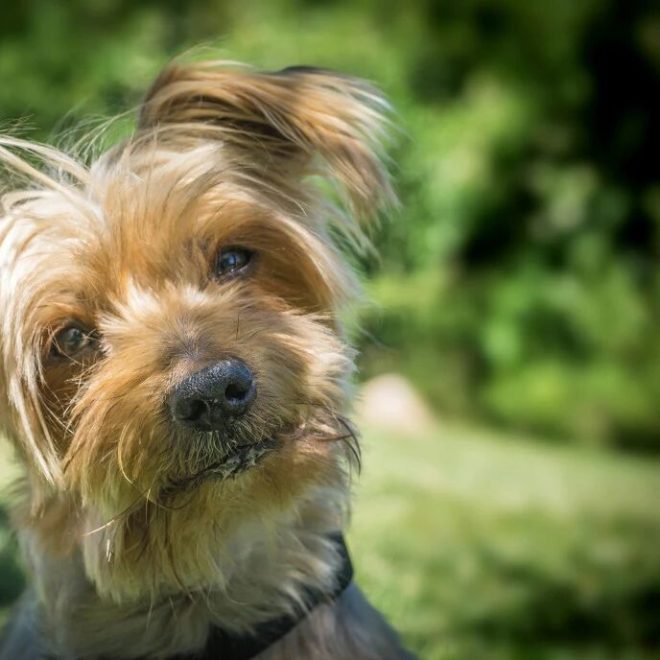 Why Do Puppies Always Give You the Adorable Head Tilt?