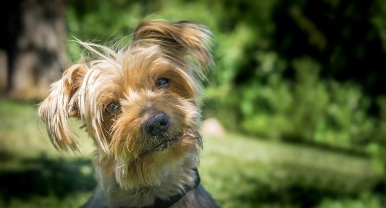 Why Do Puppies Always Give You the Adorable Head Tilt?