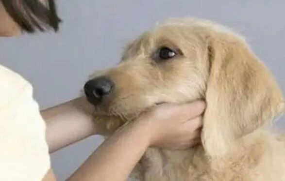 Do Dogs Remember Their Previous Owners ? Will They Hold Grudges?