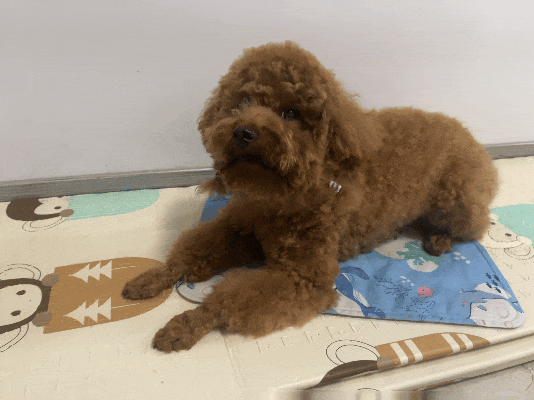 If Your Dog Shows These Signs, It Might Be “Scolding” You!