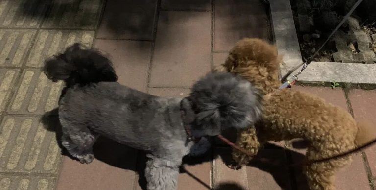 The Spoiled Dog “Rebels”! Here’s What Happened When the Owner Left Without a Word!