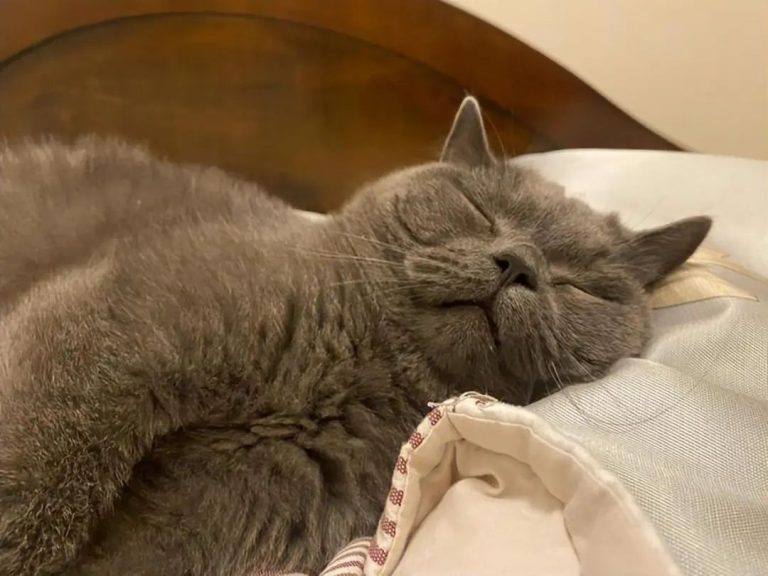 If Your Cat Does These Things While You Sleep, You’re Raising It Right!
