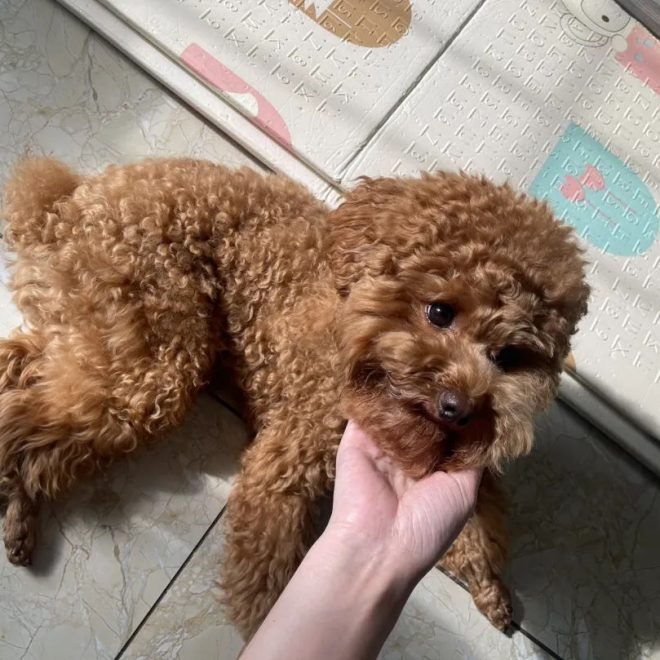 Only After Raising a Dog Did I Realize How Many Thoughts Run Through Its Mind When You Pet Its Head!