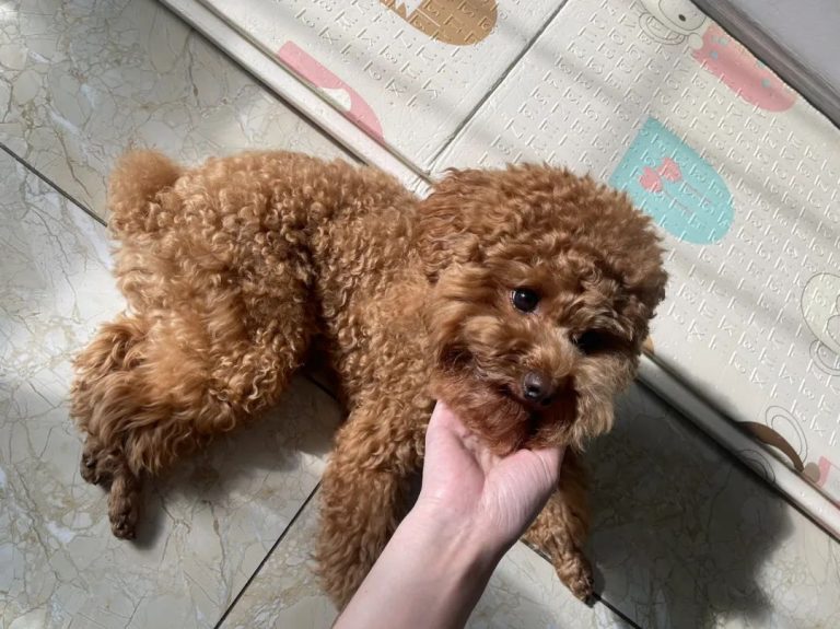 Only After Raising a Dog Did I Realize How Many Thoughts Run Through Its Mind When You Pet Its Head!