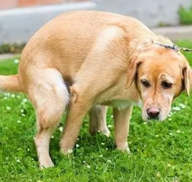 Turns Out Dogs Can Be Neat Freaks Too—See If Your Dog Shows These Behaviors!