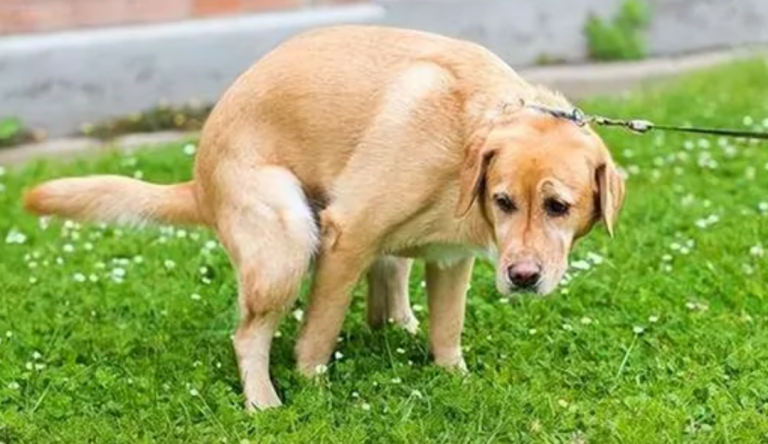 Turns Out Dogs Can Be Neat Freaks Too—See If Your Dog Shows These Behaviors!