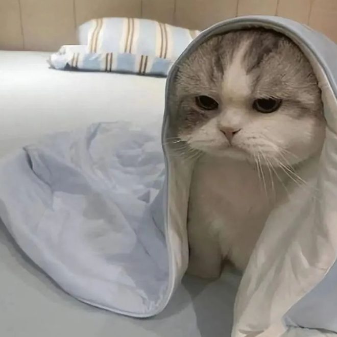 It Turns Out That in a Cat’s Eyes, These Actions Feel Like ‘Abandonment’ and Can Break Their Heart!