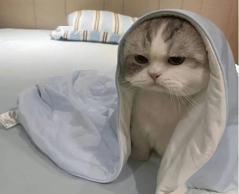 It Turns Out That in a Cat’s Eyes, These Actions Feel Like ‘Abandonment’ and Can Break Their Heart!