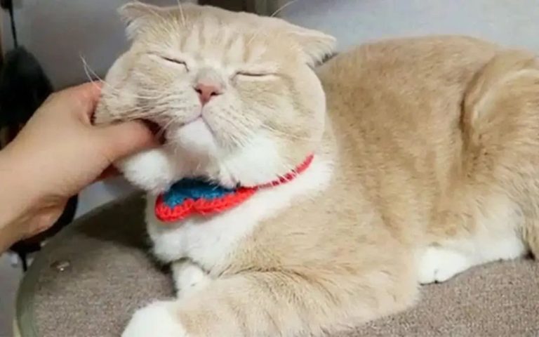 Why Does a Cat Purr When You Pet It? It’s Not Just Because It Loves You!