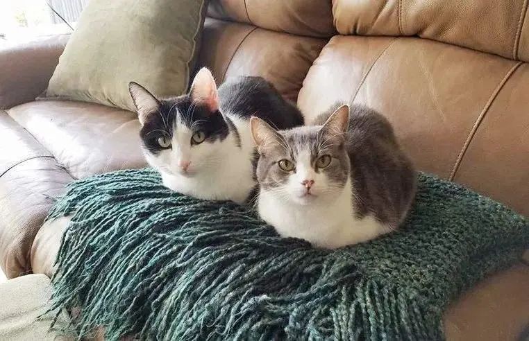 Why Do Cats Always ‘Tuck Their Paws’? It’s Not Just to Be Cute—Here’s What It Really Means!