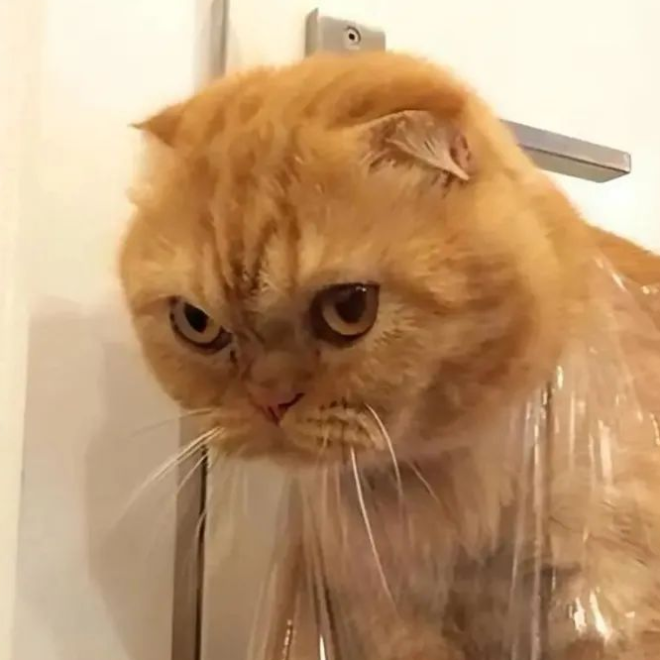 Don’t Do These Things to Your Cat—It Could Make Them Sad for a Long Time. Have You Fallen Into These Traps?