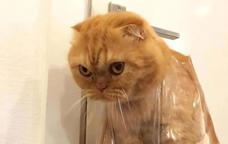 Don’t Do These Things to Your Cat—It Could Make Them Sad for a Long Time. Have You Fallen Into These Traps?