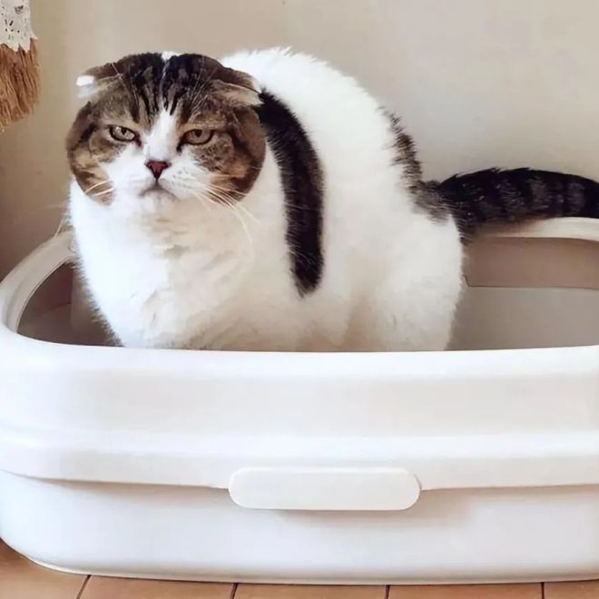 7 Key Traits of ‘Longevity’ Cats — How Many Does Your Cat Have? Find Out How Long It Might Stay with You!