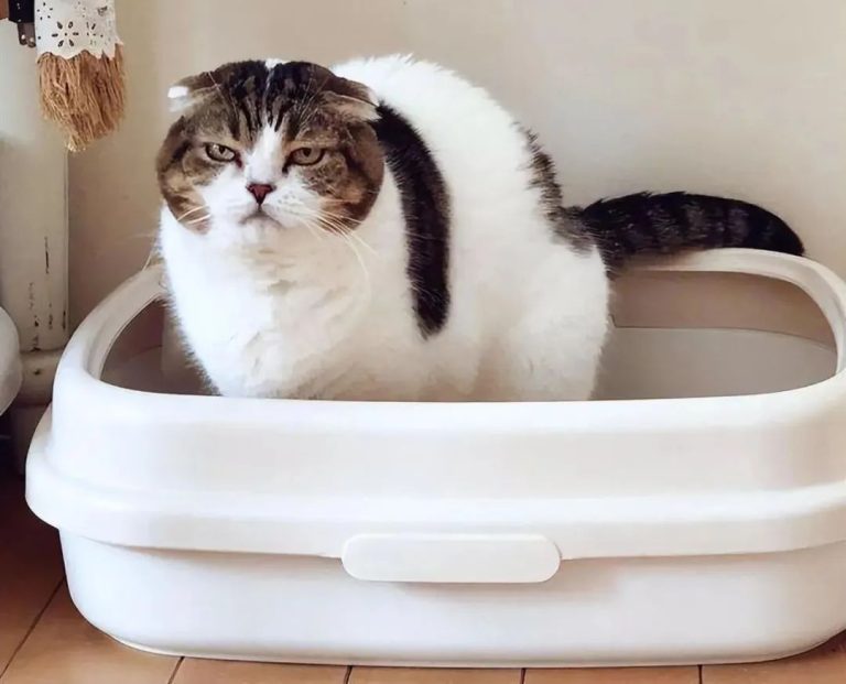 7 Key Traits of ‘Longevity’ Cats — How Many Does Your Cat Have? Find Out How Long It Might Stay with You!