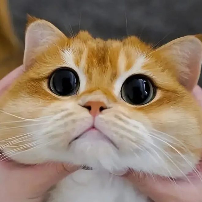 Will Your Cat Feel Lonely If You Keep It at Home? The Truth Might Surprise You!