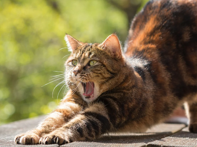 Why Does My Cat Always Stretch Before Greeting Me?