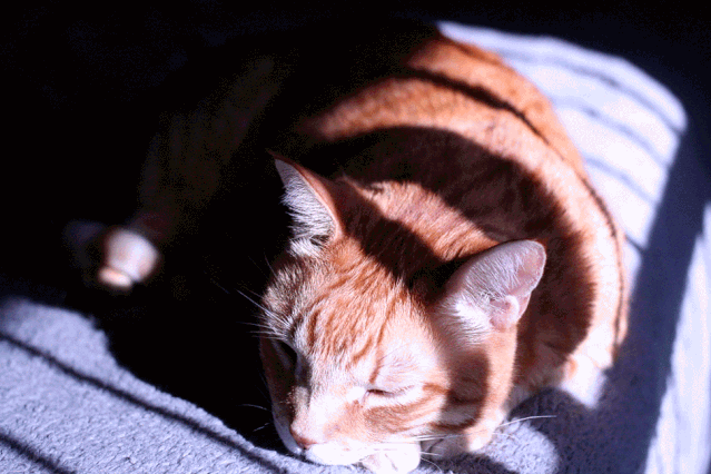 Why Do Cats Still Sunbathe in 38°C Heat?
