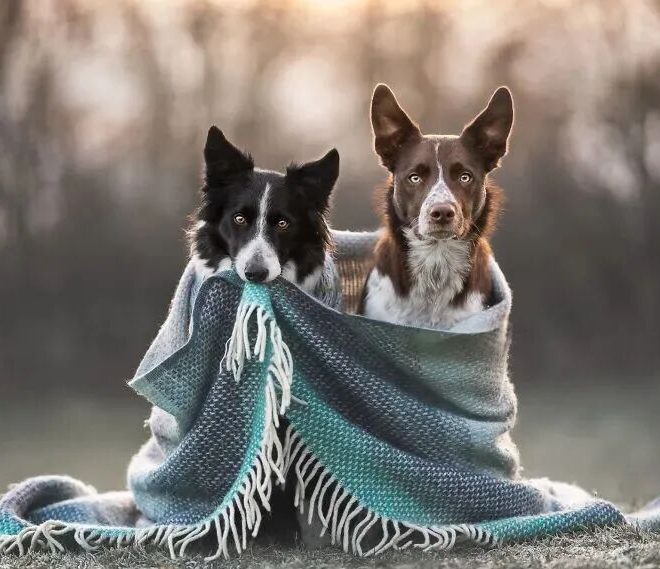 Behaviors Dogs Show When They Don’t Want to Lose You — Don’t Miss These Signs