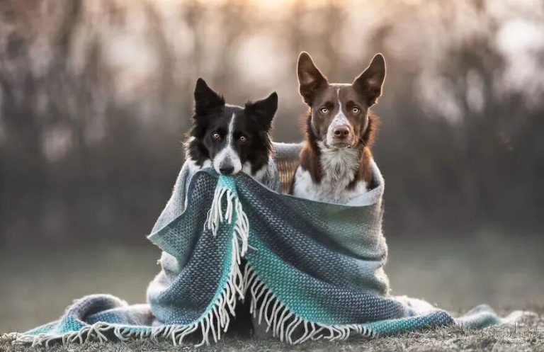 Behaviors Dogs Show When They Don’t Want to Lose You — Don’t Miss These Signs