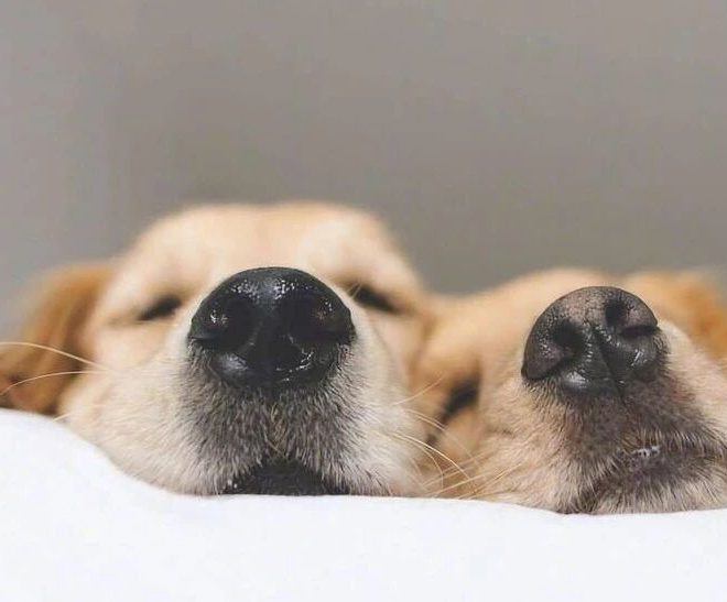 The Meaning Behind These 8 Dog Behaviors: Be the Best Dog Parent Who Understands Your Pup!