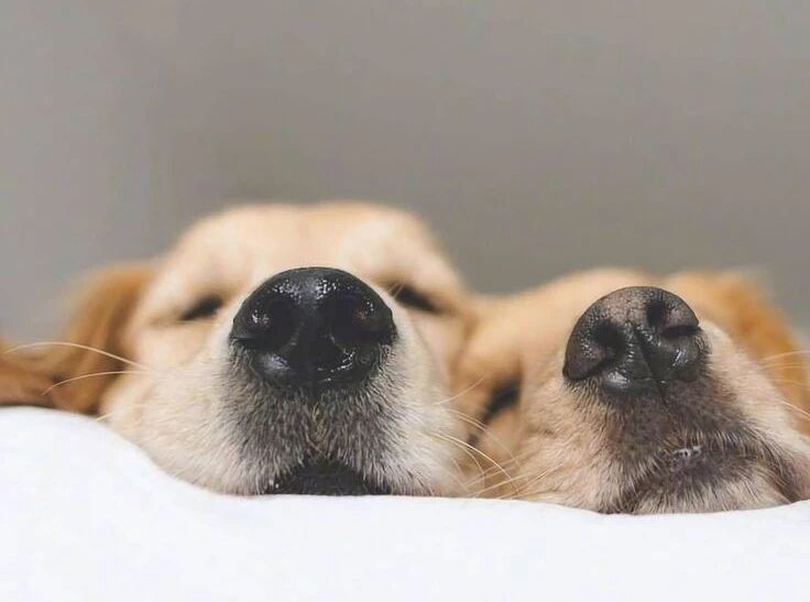 The Meaning Behind These 8 Dog Behaviors: Be the Best Dog Parent Who Understands Your Pup!