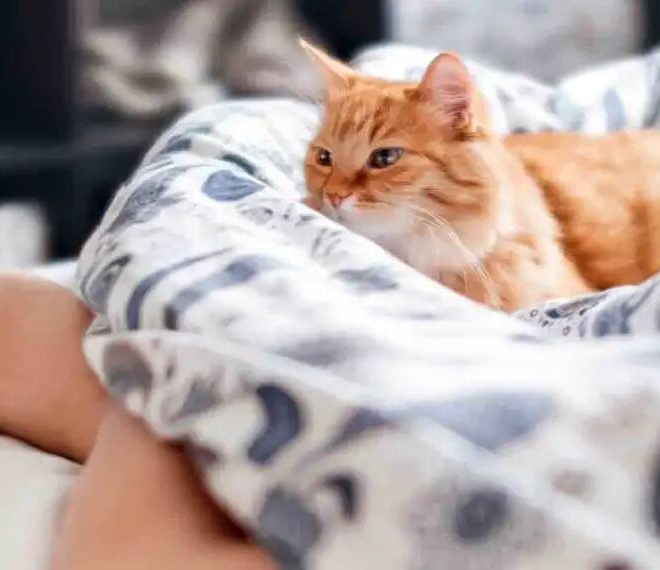 Do Cats Have ‘Foot Fetishes’? Why Do They Keep Licking Their Owner’s Feet?