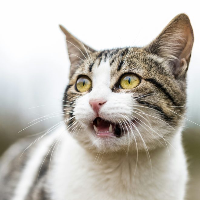 If Your Cat Talks Like This, It Means They Have Strong Communication Skills—Does Your Cat Do This?