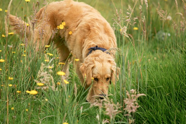Why Do Dogs Like Eating Grass?