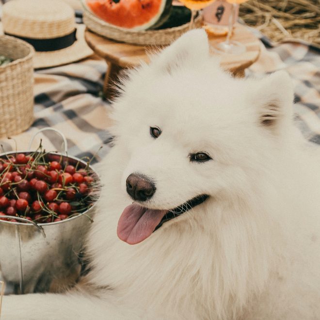 Why Dogs Move Food Out of Their Bowl: It’s Not Just Picky Eating—There Might Be Other Reasons!