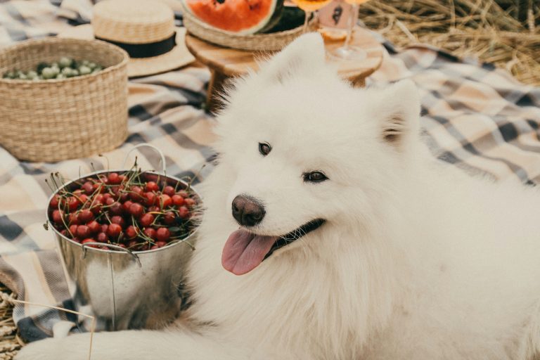 Why Dogs Move Food Out of Their Bowl: It’s Not Just Picky Eating—There Might Be Other Reasons!
