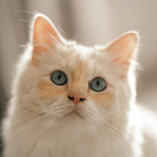 4 Secrets of Your Cat’s Brain – They Are Actually Very Smart!