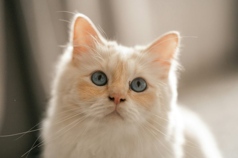 4 Secrets of Your Cat’s Brain – They Are Actually Very Smart!