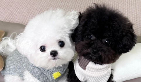 Signs Only Smart Dogs Show — Does Your Dog Have Them?