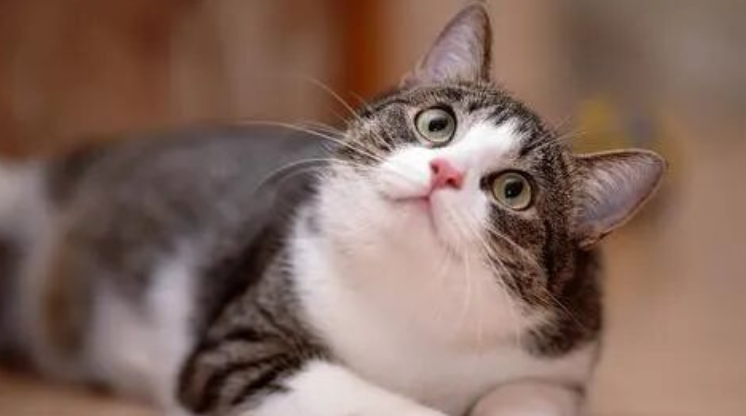 7 Key Traits of Highly Intelligent Cats — Dumb Cats Just Can’t Keep Up!