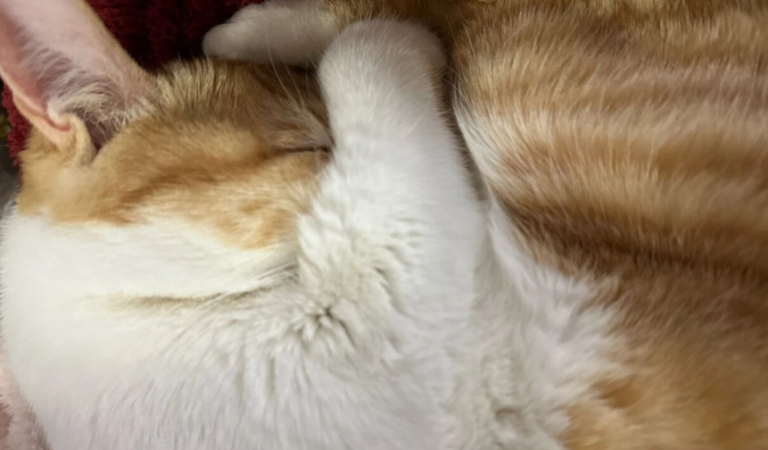 After Years of Owning Cats, I Finally Realized the Reasons Why Cats Cover Their Eyes While Sleeping