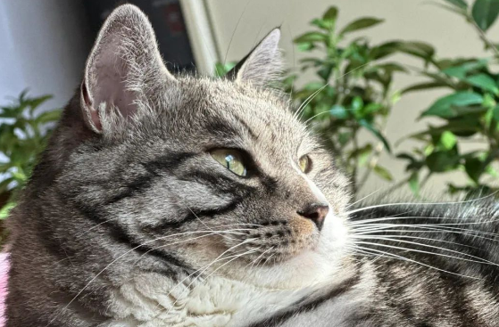 After Years of Raising Cats, I Finally Realized That Cats Always Make a ‘Mmm’ Sound When They Jump Down From Heights—Here’s Why!