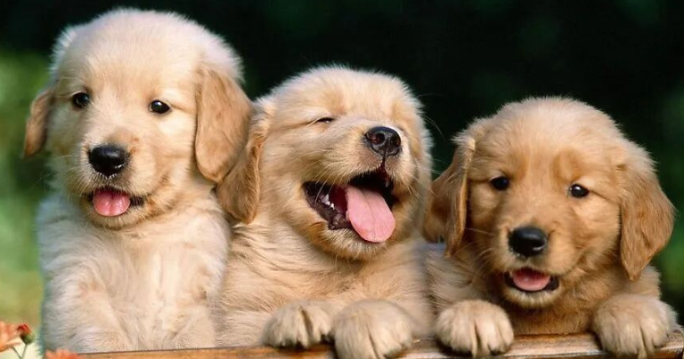 Dog Training Is More Than Rewards and Punishment — These Techniques Matter Even More!