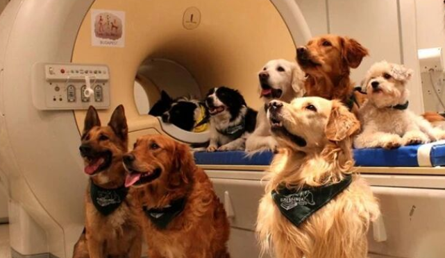 Never Yell at Your Dog — It Already Understands Over a Thousand Human Words