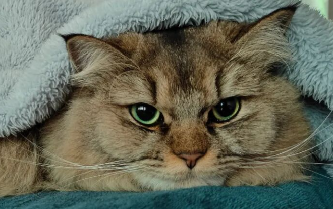 Getting Swatted by Your Cat for No Reason? 6 Common Reasons Cats Hit