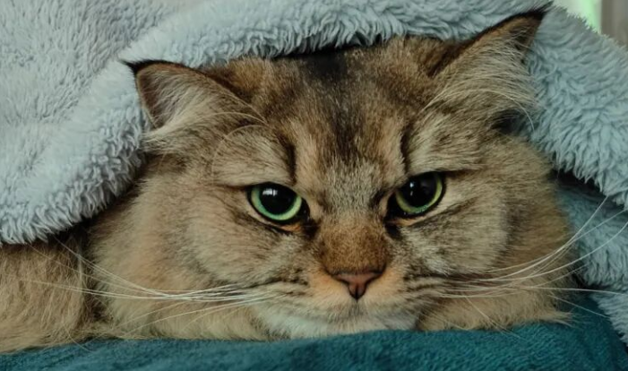 Getting Swatted by Your Cat for No Reason? 6 Common Reasons Cats Hit