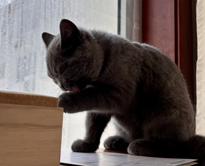 After Raising Cats for a Long Time, I Finally Realized Why Cats Always Lick Their Own Paws — Here’s What It Really Means!