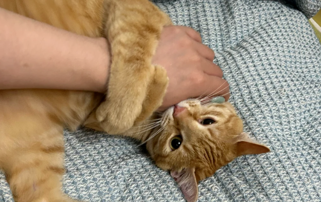 Why Does My Cat Grab My Hand and ‘Kick’ Like a Rabbit or Even Bite Me? Here’s What It Really Means