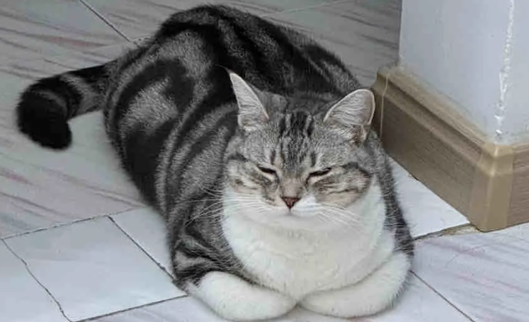 Why Do Cats Love ‘Tucking Their Paws’? Here’s What It Really Means