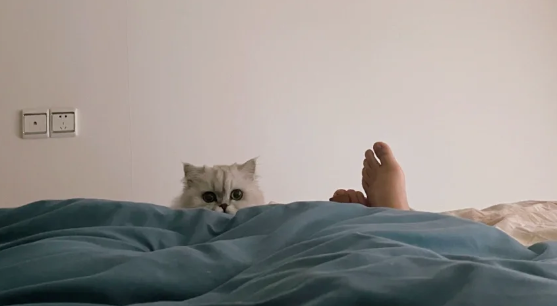 How Do Cats Know When I’m Awake? And How Do They Tell the Difference Between Real Sleep and Fake Sleep? Are They Really That Smart?