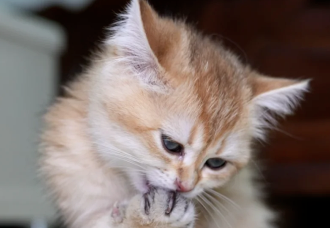 Why Do Cats Always “Lick Their Paws”? Here Are the Reasons You Might Not Know, Even After Years of Cat Ownership!