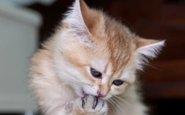 Why Do Cats Always “Lick Their Paws”? Here Are the Reasons You Might Not Know, Even After Years of Cat Ownership!