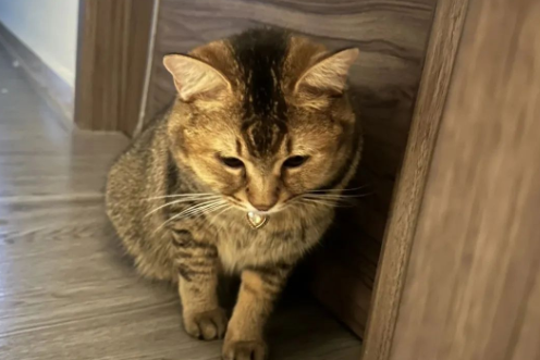 Why Do Cats Love to ‘Ambush’ Their Owners? The Truth Revealed!