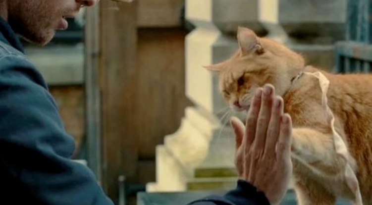 Are Cats Really Smarter Than Humans? Latest Discoveries